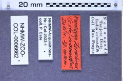 Etiketten zu Zorochros ecarinatus (Dolin, 1999) (NHMW-ZOO-COL-0006662)